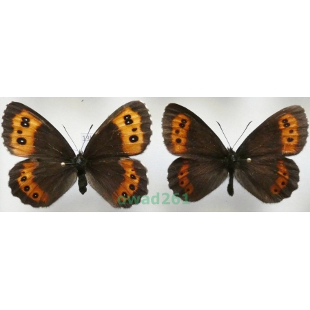 Erebia ligea (Linnaeus, 1758) pair Czech13b